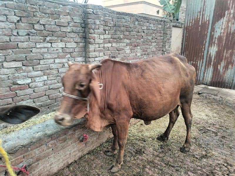 cow for sale 2 nd time 4