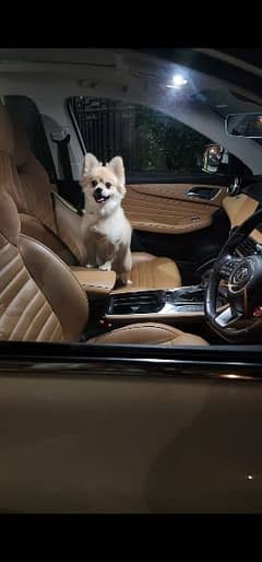 Pomeranian dog male well train and full vaccinated 0