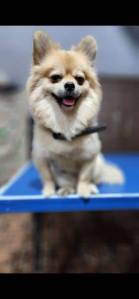 Pomeranian dog male well train and full vaccinated 1