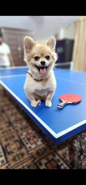 Pomeranian dog male well train and full vaccinated 3