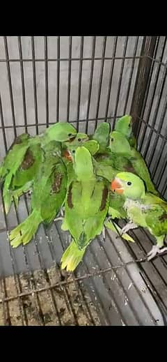 Raw chicks kashmiri raw chicks pahari chicks Raw babies raw parrot