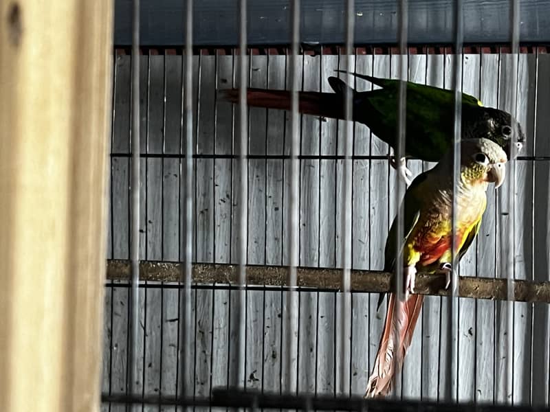 Pineapple Conure & Green Cheek Conure Breeder Pairs for sale 12