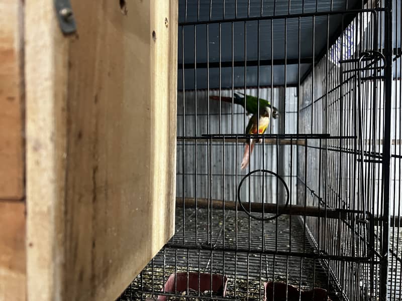 Pineapple Conure & Green Cheek Conure Breeder Pairs for sale 13