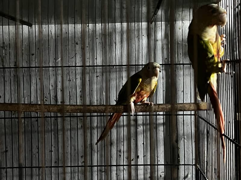Pineapple Conure & Green Cheek Conure Breeder Pairs for sale 14