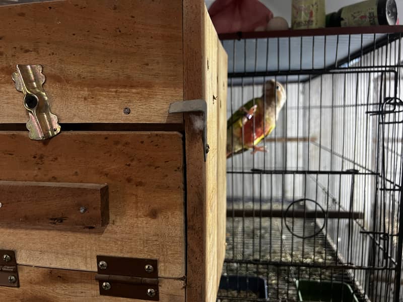 Pineapple Conure & Green Cheek Conure Breeder Pairs for sale 5