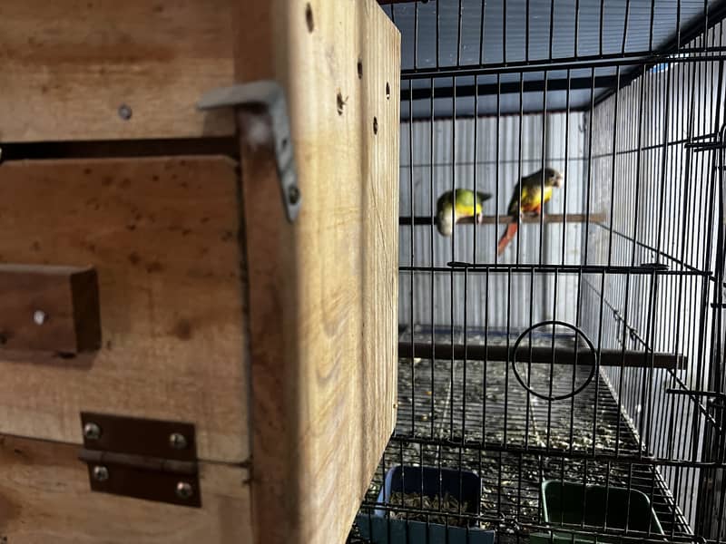 Pineapple Conure & Green Cheek Conure Breeder Pairs for sale 6