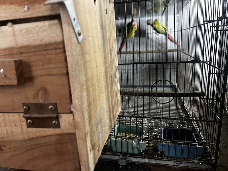 Pineapple Conure & Green Cheek Conure Breeder Pairs for sale 7