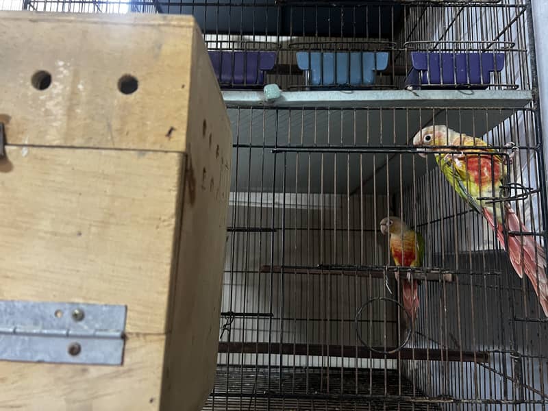 Pineapple Conure & Green Cheek Conure Breeder Pairs for sale 2