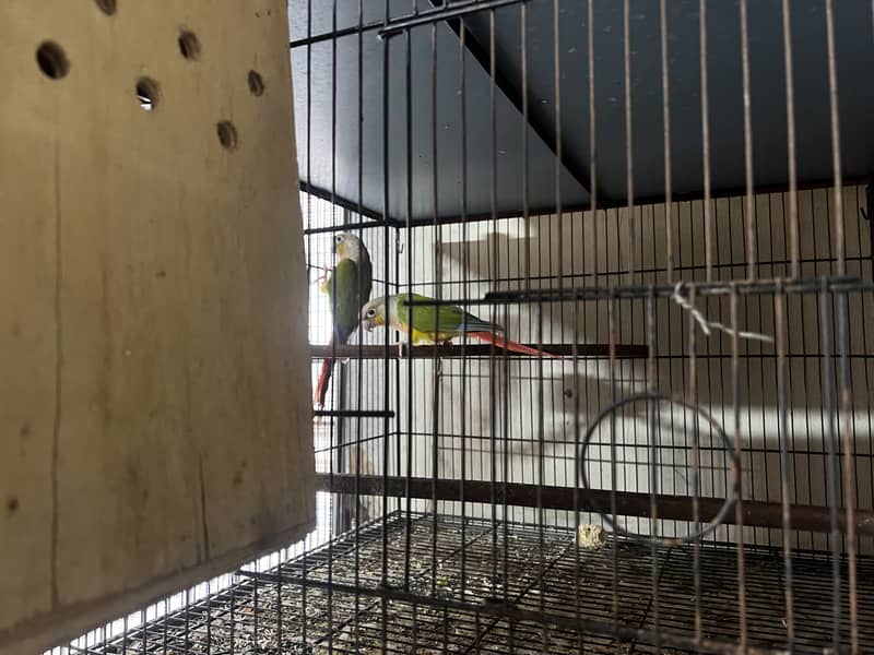 Pineapple Conure & Green Cheek Conure Breeder Pairs for sale 11