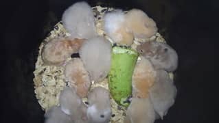 hamsters