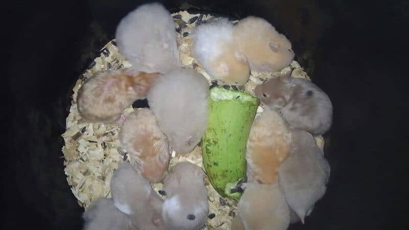 hamsters for sale in karachi o3112791726 0