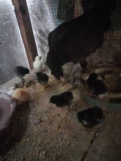 High Quality Hen with 13 chicks