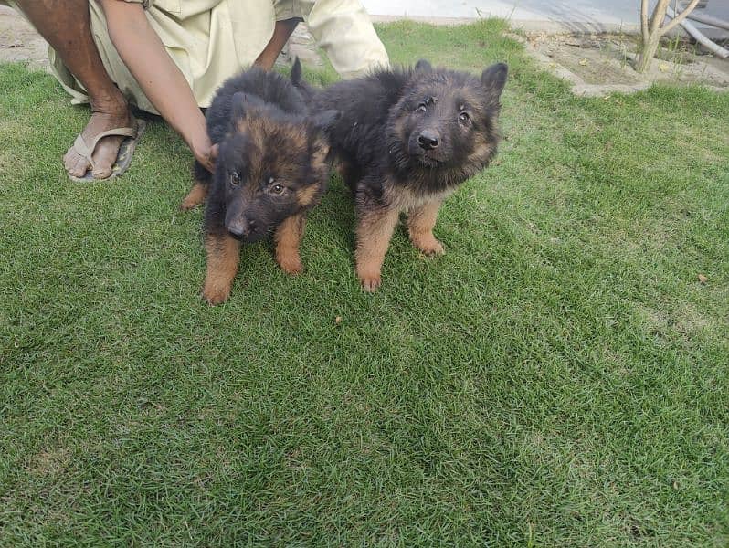 German Shepherd puppies 1