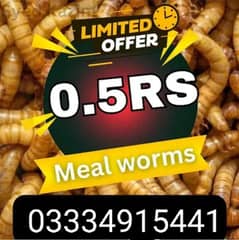 Mealworms RS . 50 rupee per piece Offer