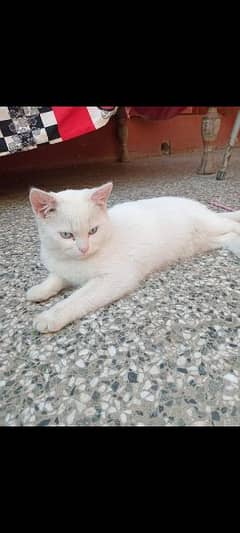 2 Persian m/f 4 m old, white color. wthsp 03495705989 0