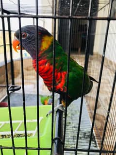 Lories Parrots breeder Pair Unique attractive color
