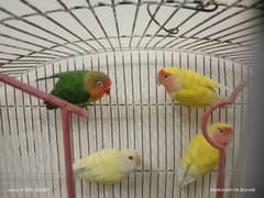 Lovebirds with cage for sale