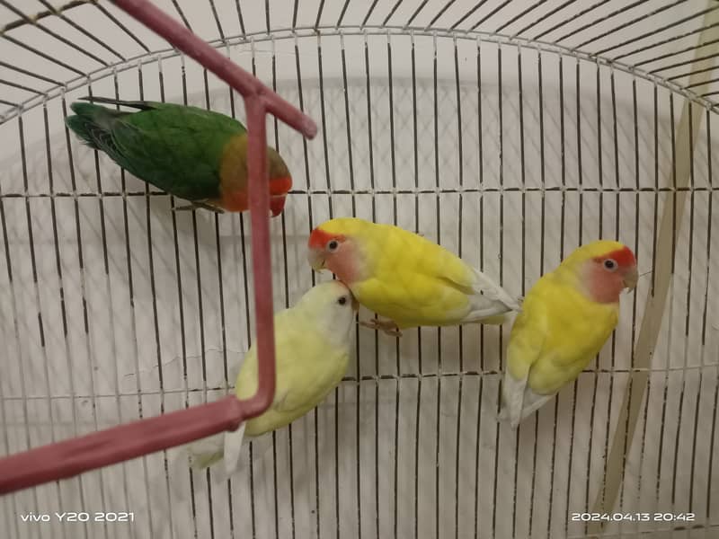 Lovebirds with cage for sale 1