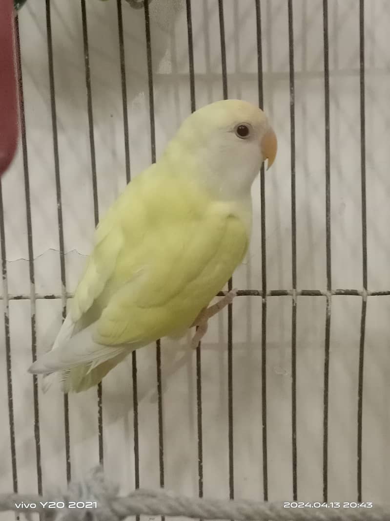Lovebirds with cage for sale 2