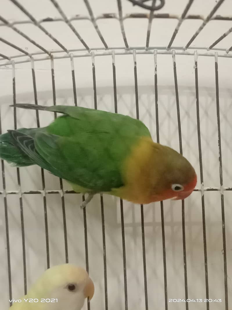 Lovebirds with cage for sale 3