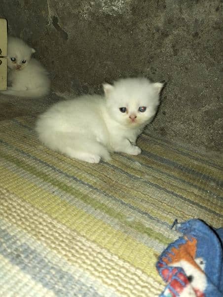 pure white Persian kitten 1
