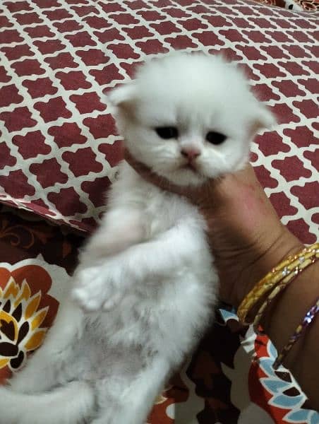 pure white Persian kitten 4