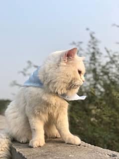 Persian cat double coat