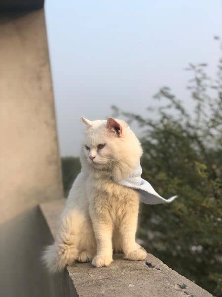 Persian cat double coat 1