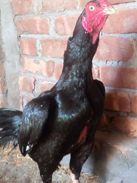 pure madia aseel breeder for sale 0