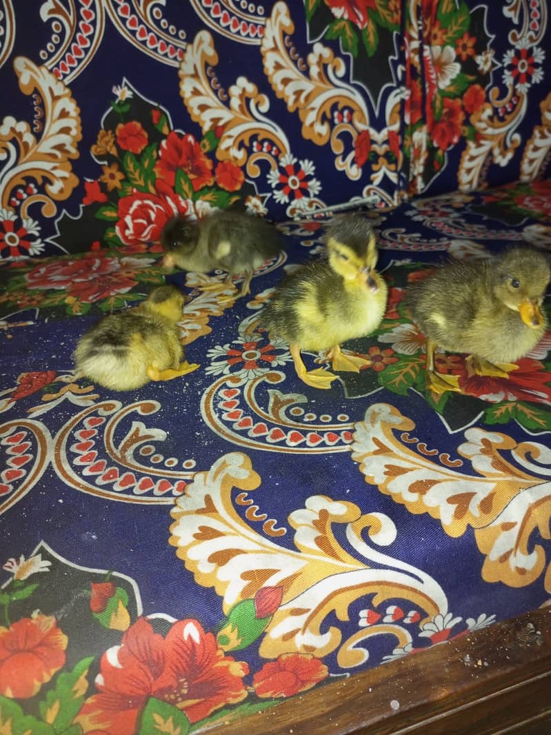 Duck chicks 1