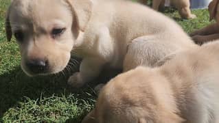 Pedigree Labradors for Paid Adoption