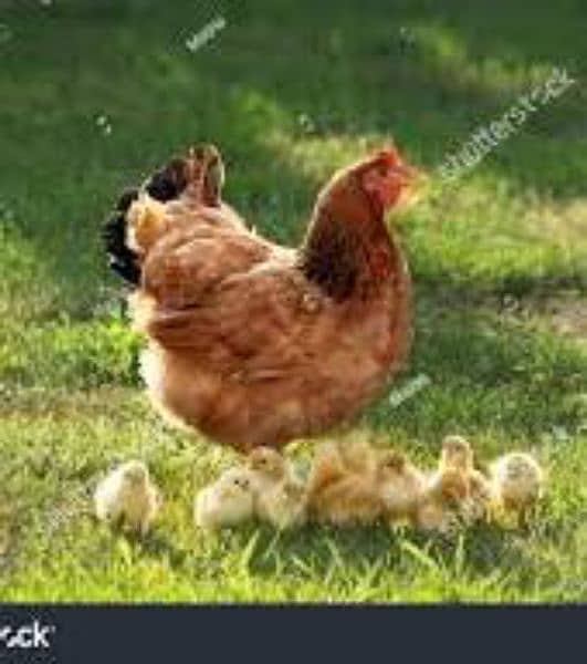 murgi with chicks 1