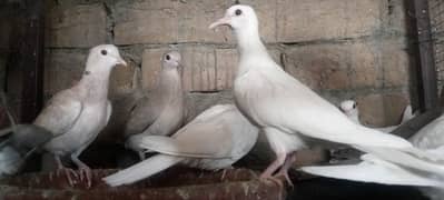 Mix Doves(khumray) patthe all 0
