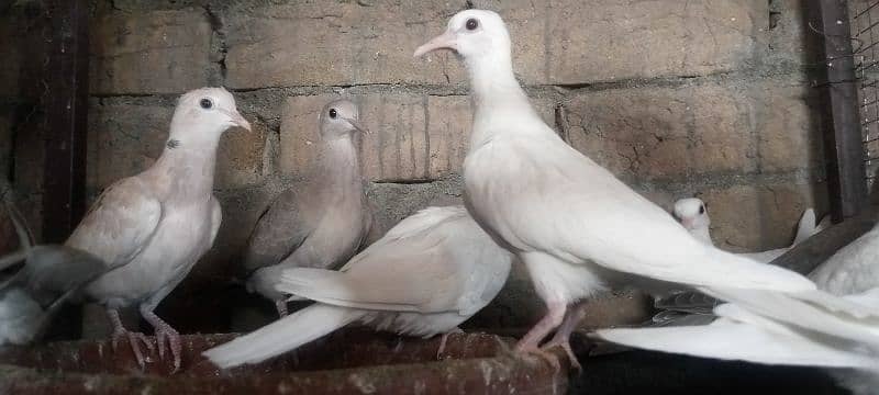 Mix Doves(khumray) patthe all 1