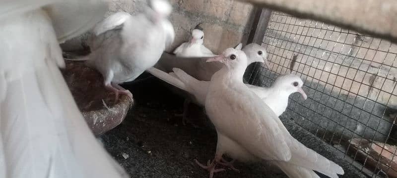 Mix Doves(khumray) patthe all 4