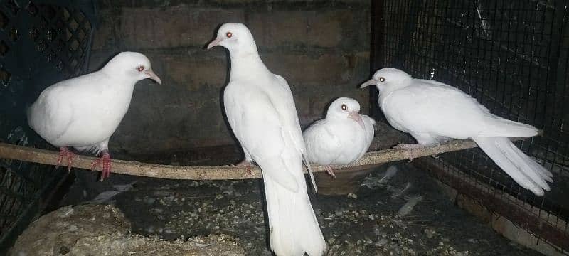 Mix Doves(khumray) patthe all 9