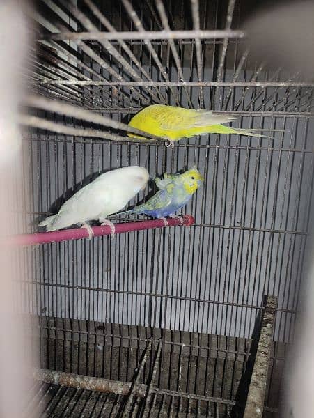 cage's with lovebirds and Australian's parrot 8