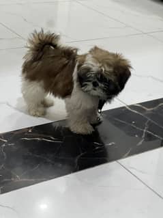 Shihtzu I Shitzu Puppy for Sale