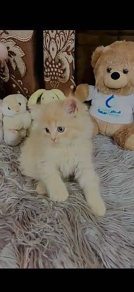 kittens persian (3 coated) 6