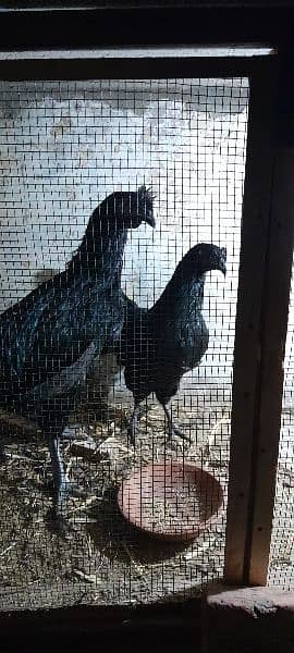 Ayam Cemani Gray tung breeding pair 7
