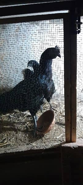 Ayam Cemani Gray tung breeding pair 8