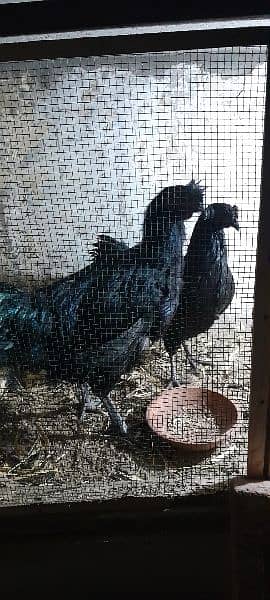 Ayam Cemani Gray tung breeding pair 9