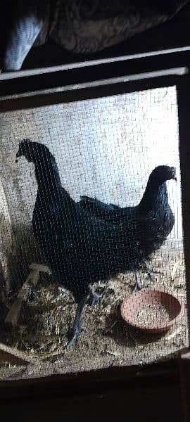 Ayam Cemani Gray tung breeding pair 10
