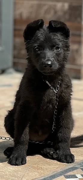 black pupy 2
