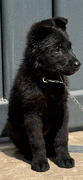 black pupy 4