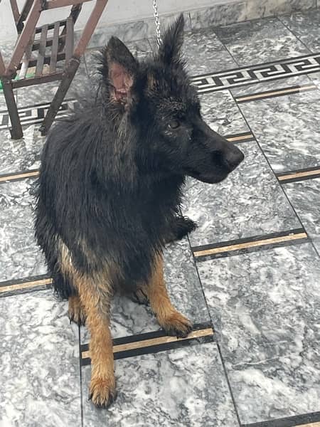 German shepherd Female proper long coat as known as Triple coat 12