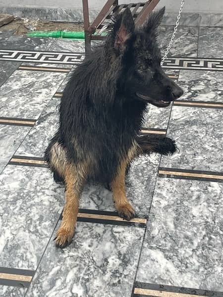 German shepherd Female proper long coat as known as Triple coat 19