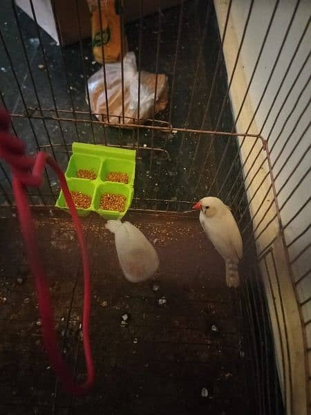 Zebra Finches white Pair near to breed 2