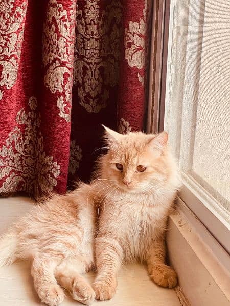 Persian cat for sale 3