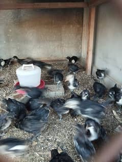 1 Month chiks available for Sale active and healty 0317-2718631 watsup 0